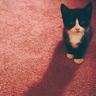 蒙面唱将猜猜猜
